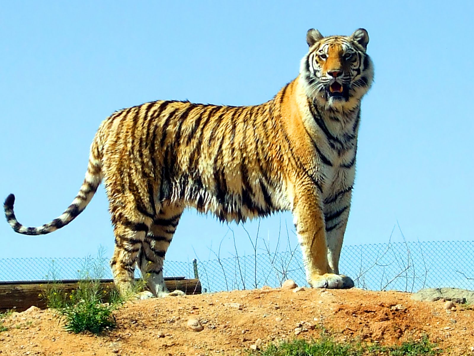 тигр в африке. тигр живет в африке. тигр живет в африке. тигриный каньон южная африка. тигр живет в африке.