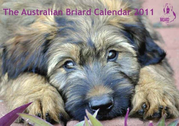 There's a lady in the House!: The Australian Briard Calendar 2011