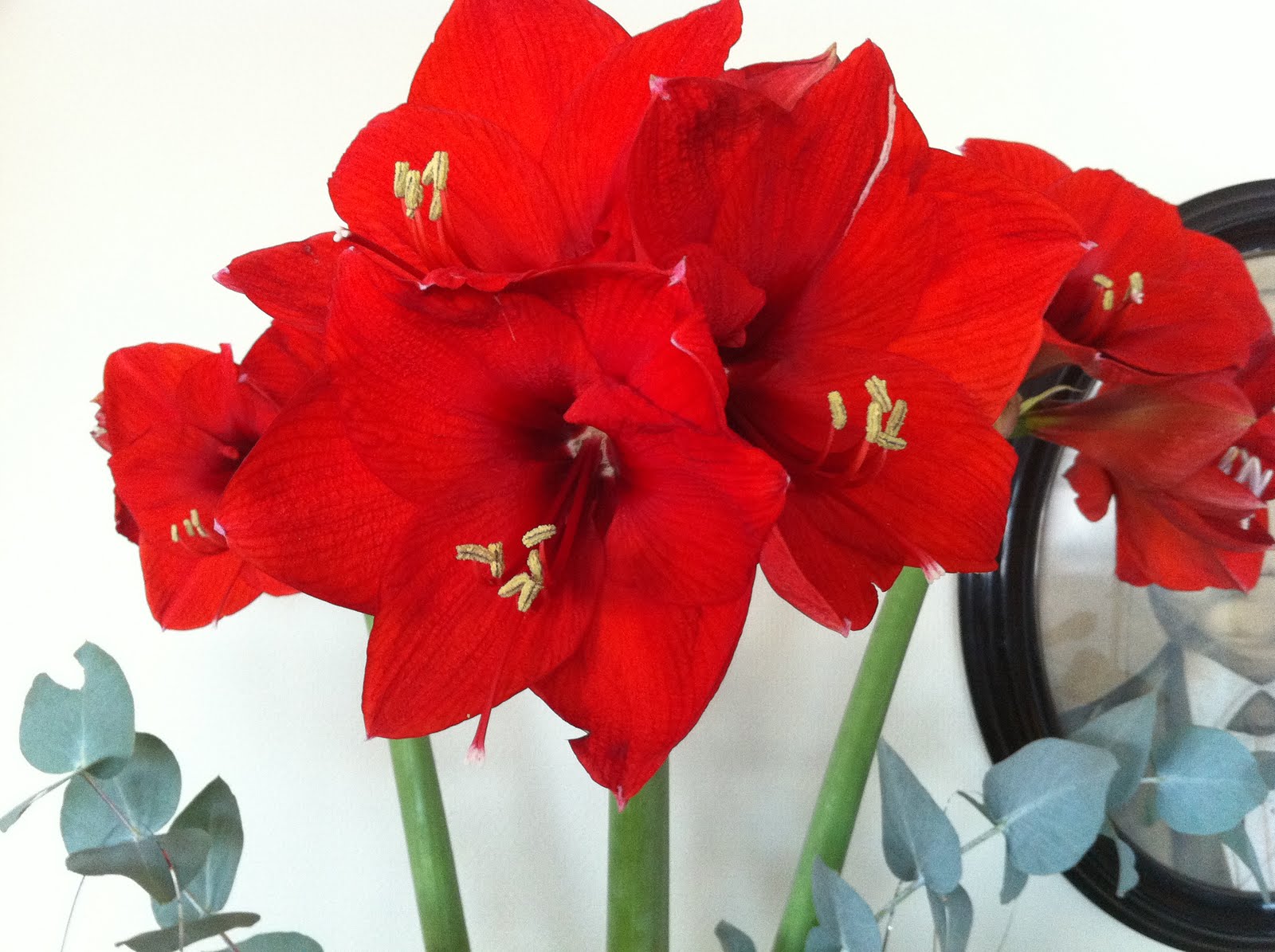 Njut i din trädgård Julblommor amaryllis
