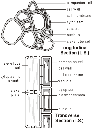 Rozaini Othman Guru Cemerlang Biologi Transport Systems In Plants