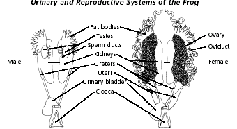 Frog ureter diagram ureter diagram frog ureter diagram ureter diagram