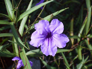Welcome to Florida: La Florida's Flowers