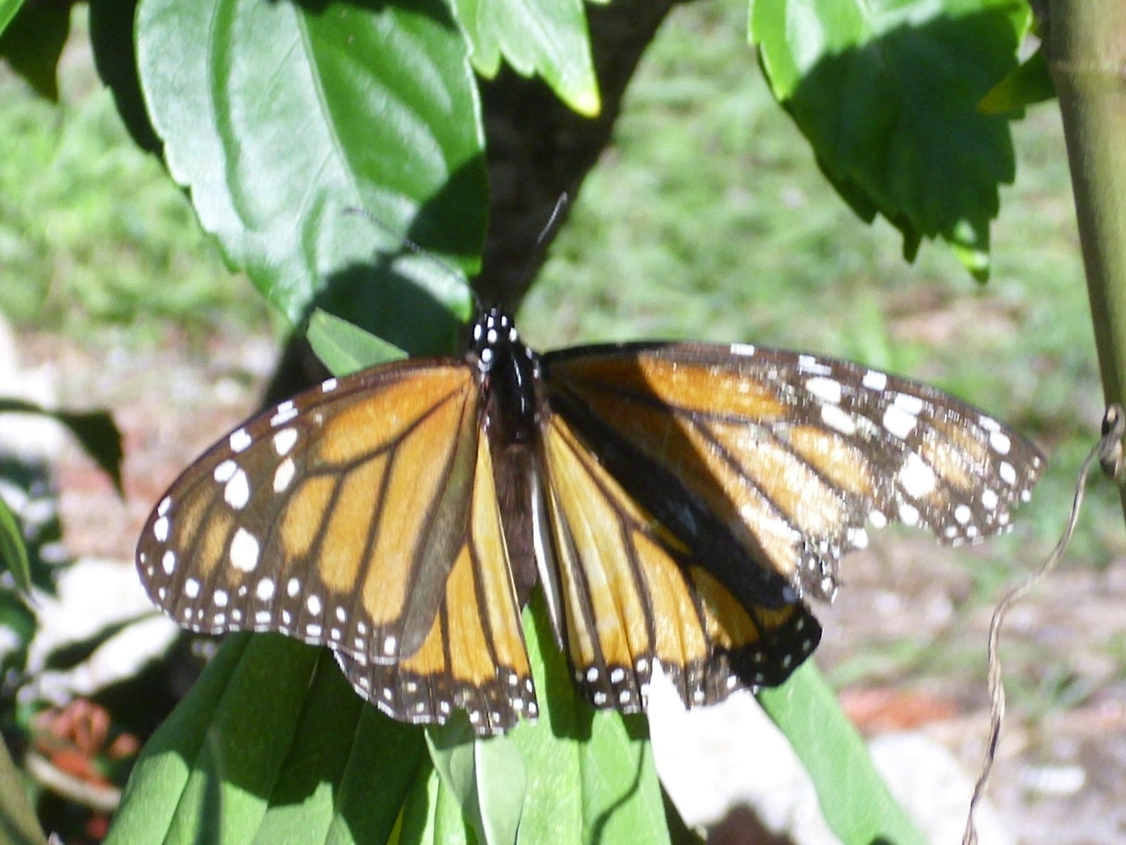 to Florida Hurricane Coming?