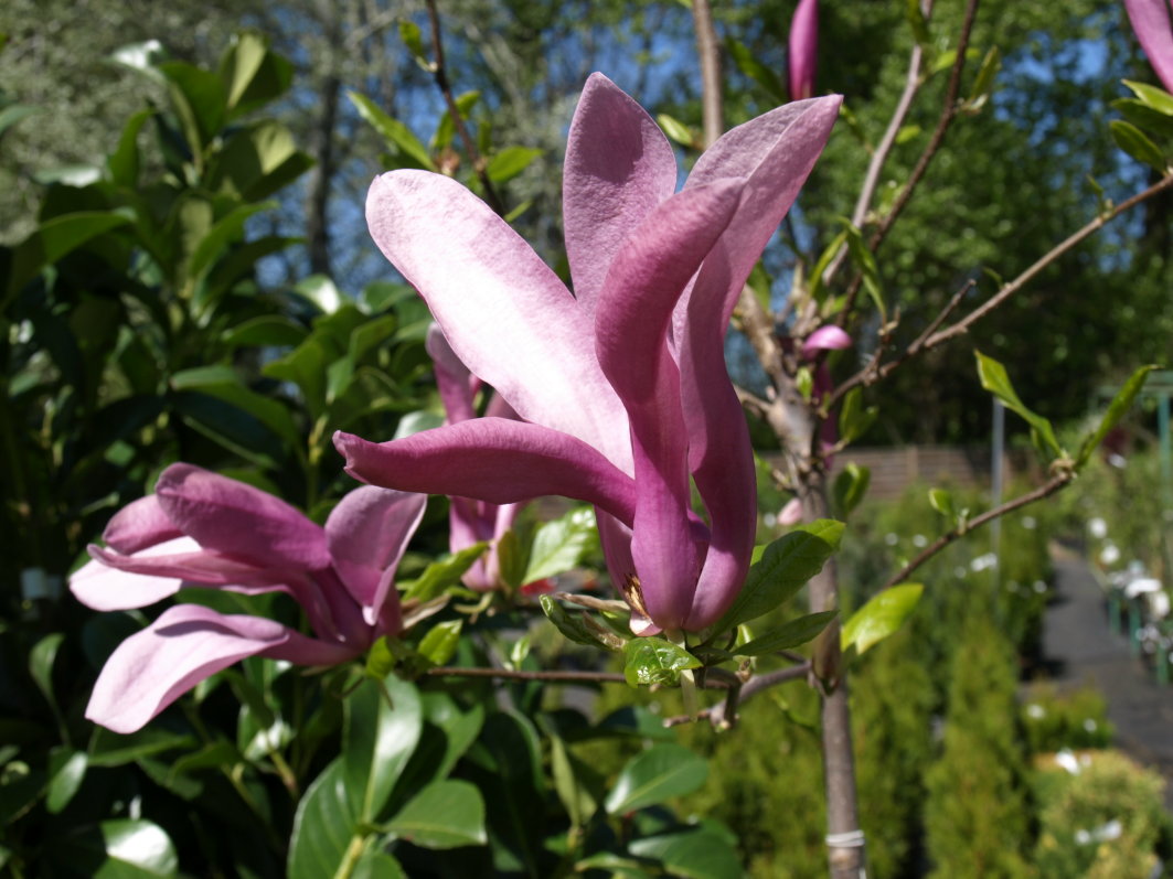 [25-magnolia.JPG]