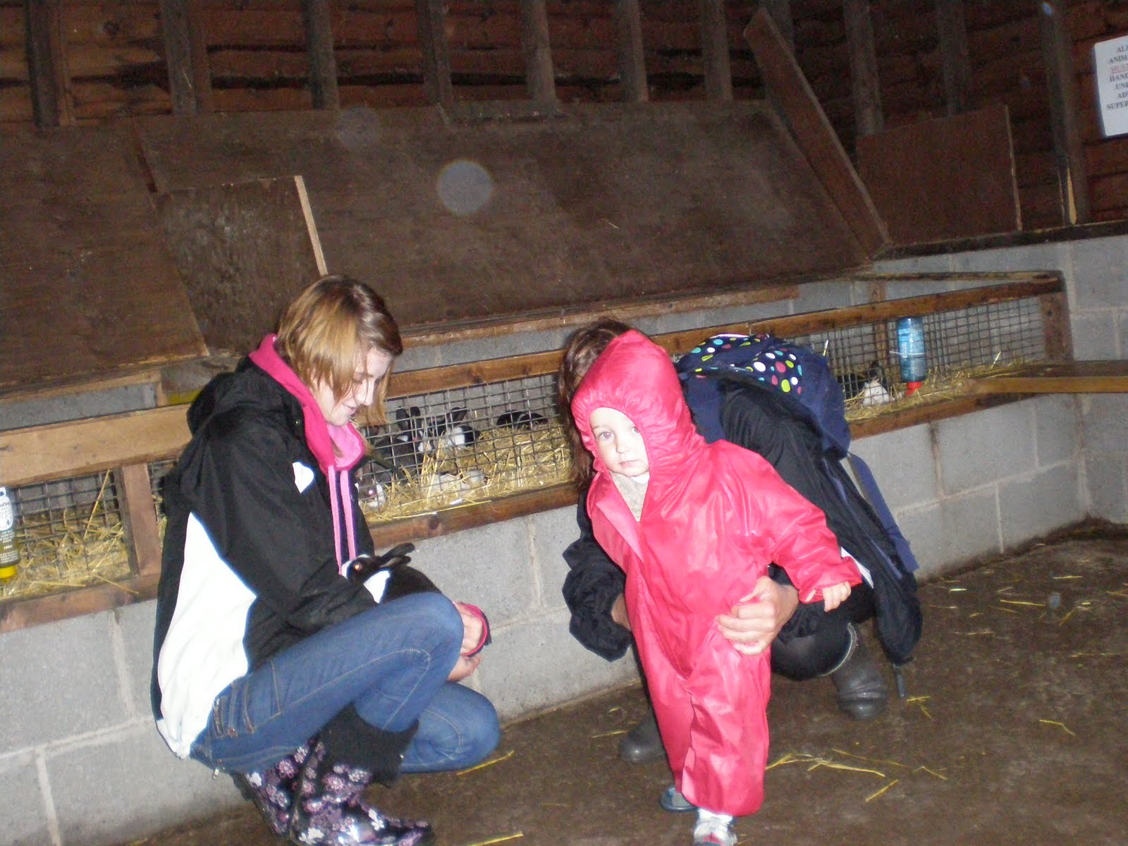 Di's Clan RABBIT FARM. LLANYSTUMDWY CRICCIETH. 2ND AUG 2010