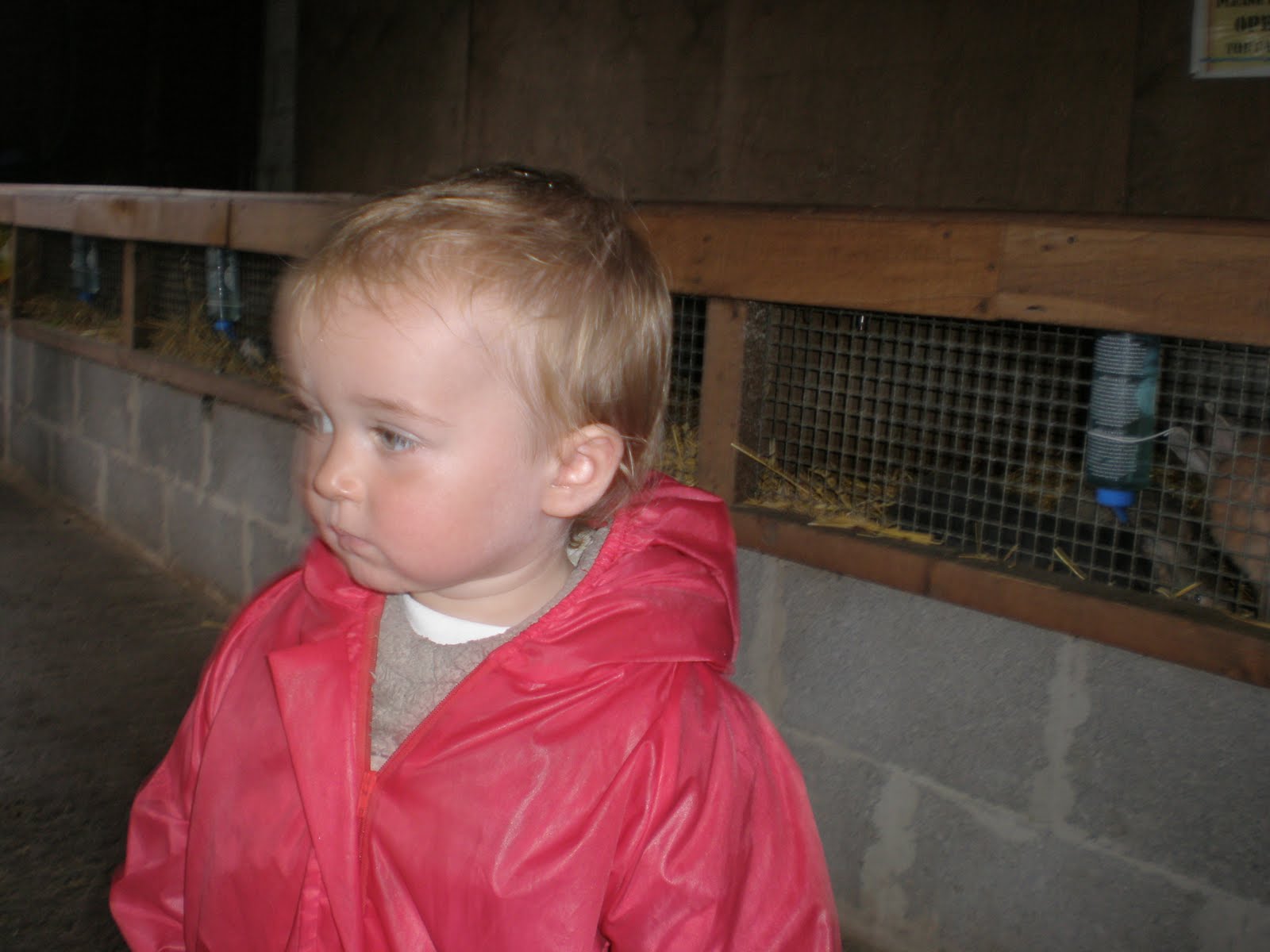 Di's Clan RABBIT FARM. LLANYSTUMDWY CRICCIETH. 2ND AUG 2010