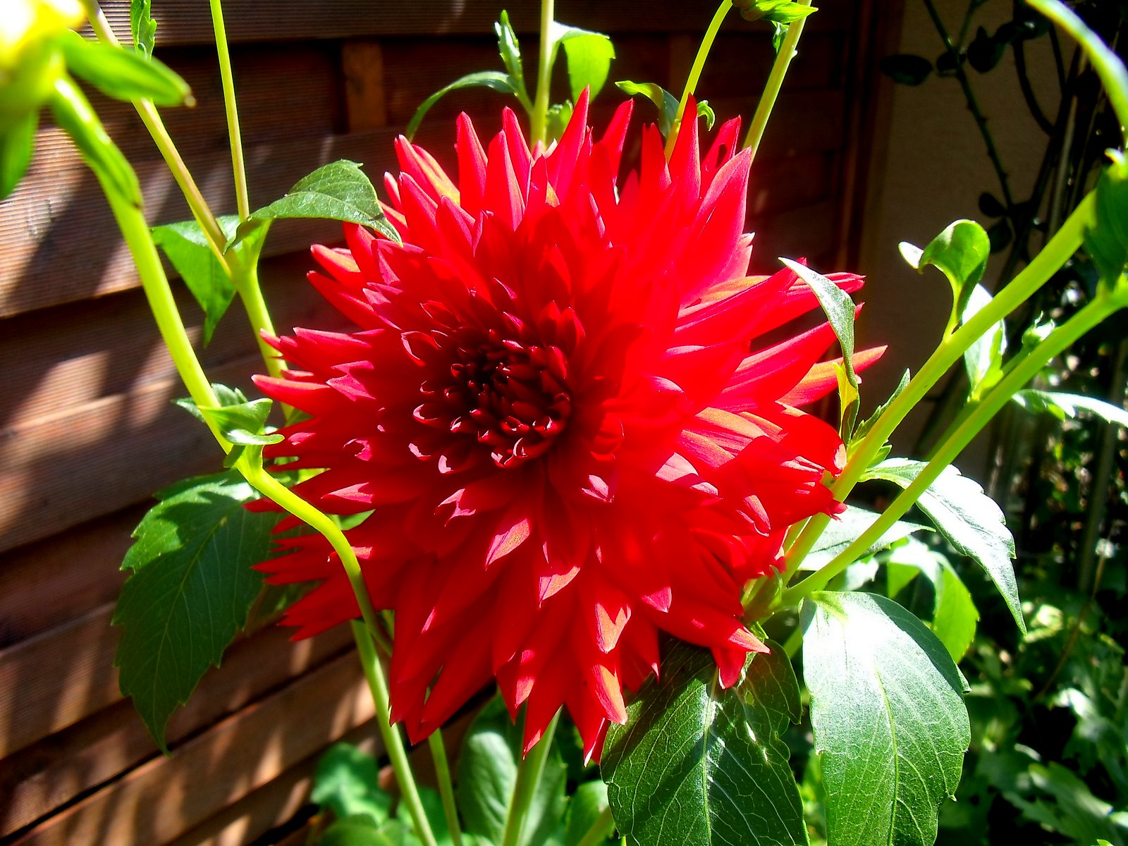 L'Estampille d'une Muse fleurs du jour.....