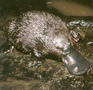 platypus dangerous platypus dangerous