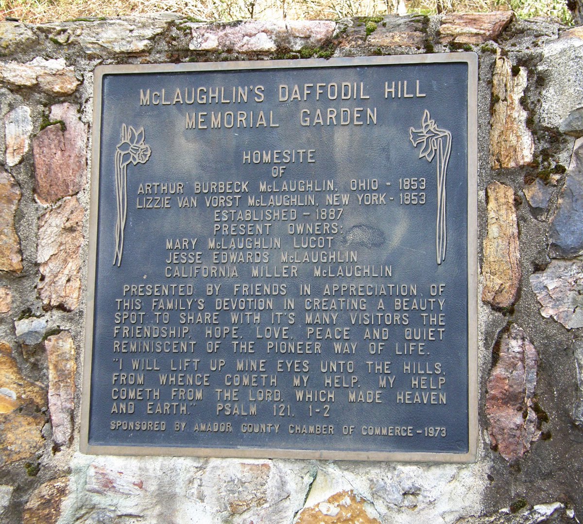 Amongst The Oaks Daffodil Hill