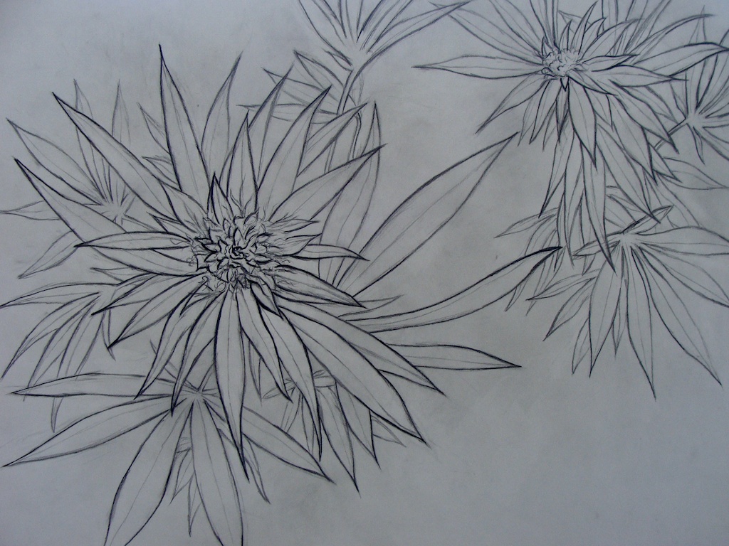 Drawing 1 [A Perspective]: Plant Drawing