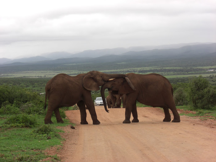 Addo Elephant Park