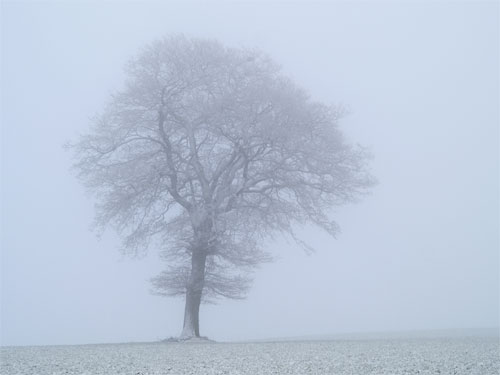 Above the Fog