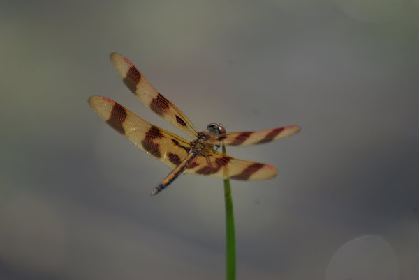 Male Halloween Pennant Dragonfly (<i>Celithemis eponina</i>)
