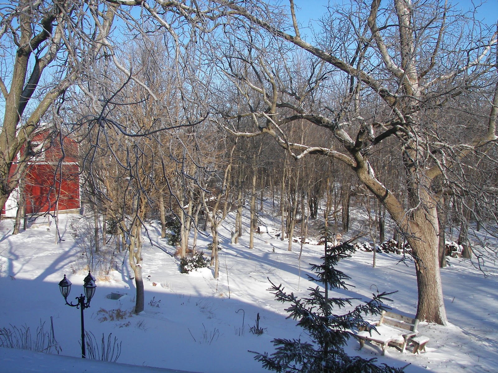 For the Love of Gardening D is for Deciduous