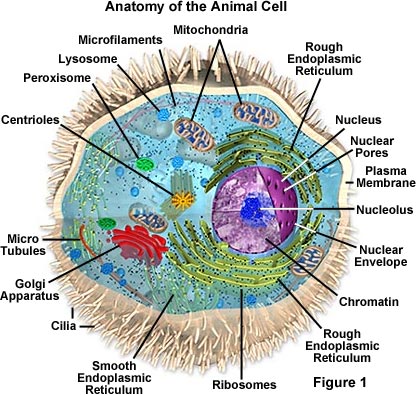 Real Animal Cell Pictures. animal cell