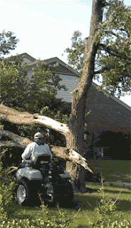 Damaged trees and fallen branches are a common sight during the spring stormy season.
