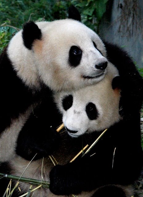 [P_Panda_Pair_Xlarge.jpg]