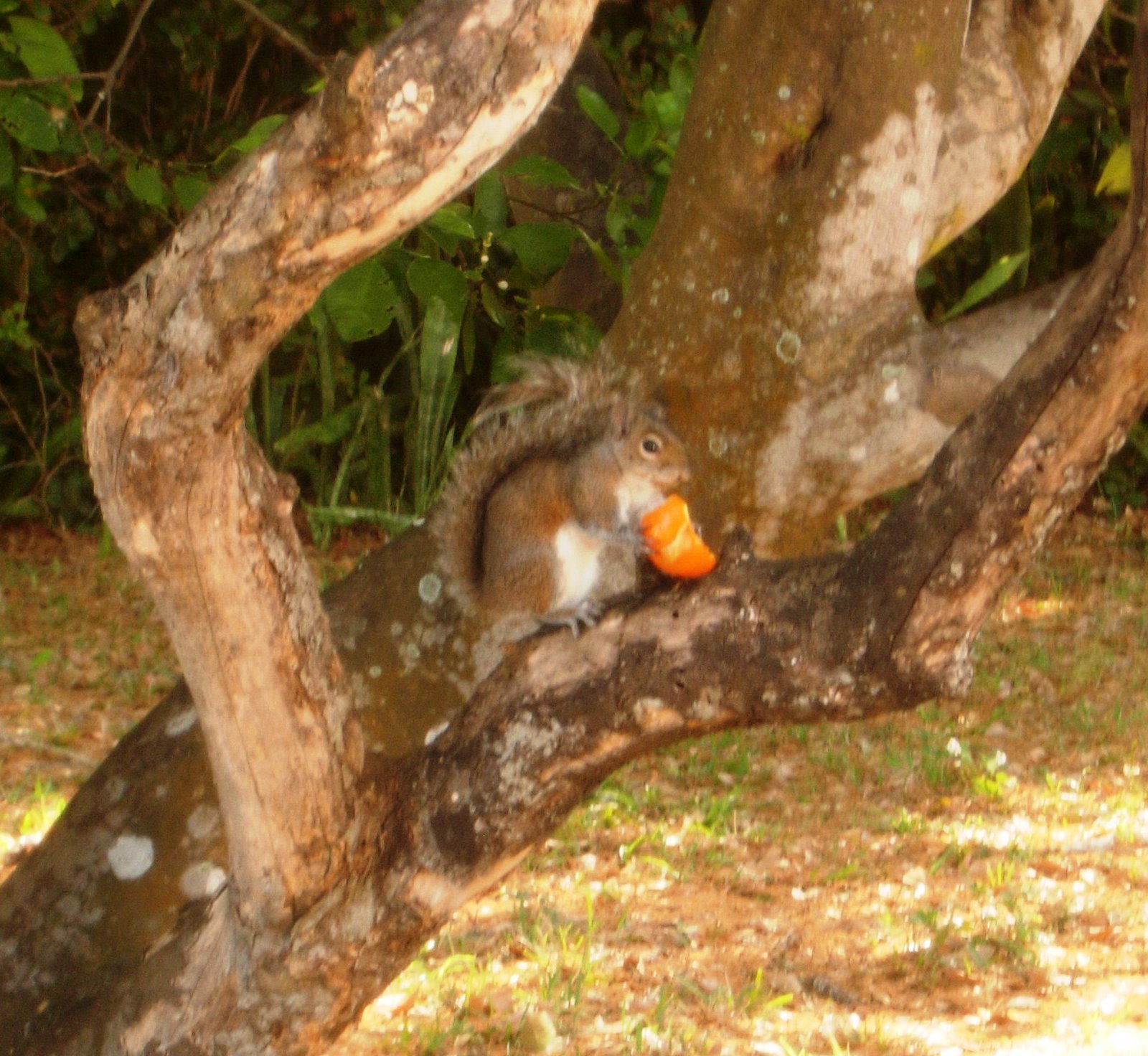 [Squirrel+w+orange+in+tree1.JPG]