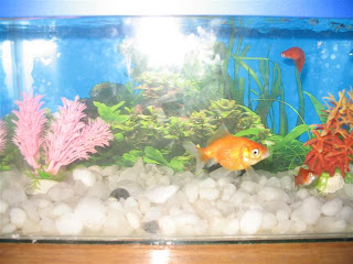 The fishes finally arrived. 1 Fish aquarium