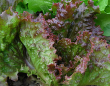 Red Leaf Lettuce