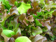 Baby Spring Greens Mix