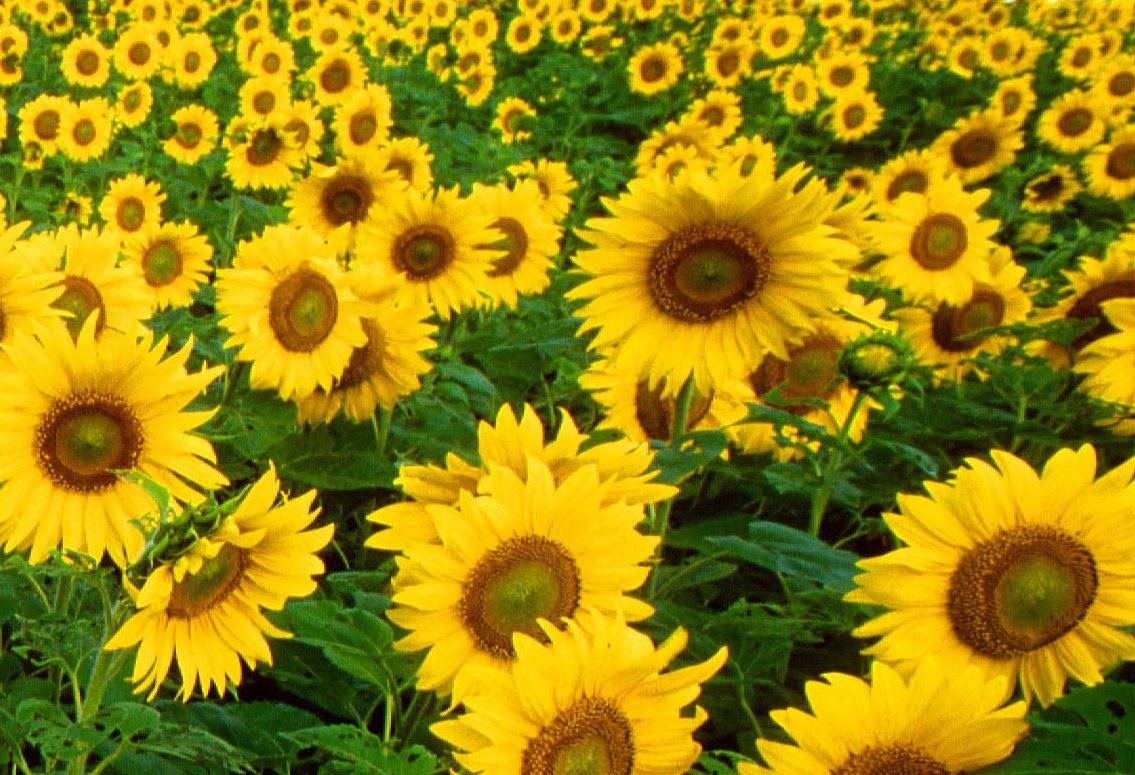 [sunflowers2.jpg]