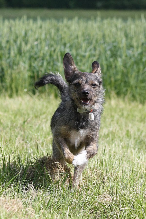 Chaoshunde in der Vermittlung: Maggie hat Interessenten