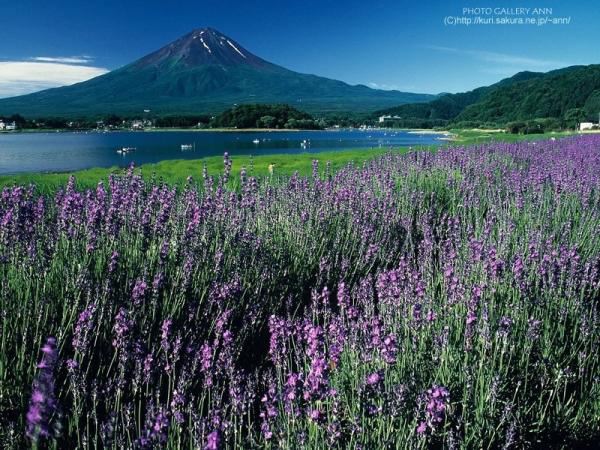 [Lavender+at+the+Foot+of+the+Mountain.jpg]
