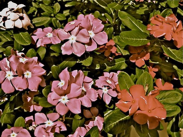 Flowers