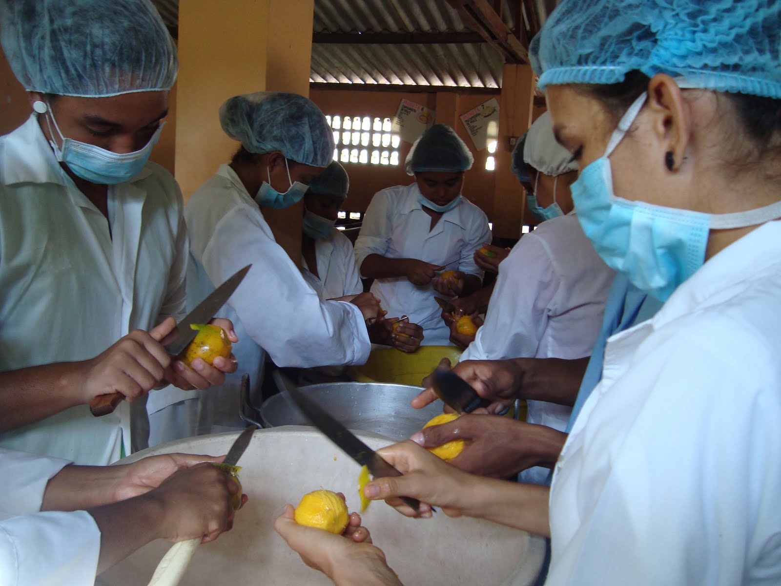Conservacion del mango en tiempo de cosecha Proyecto Agro Mango