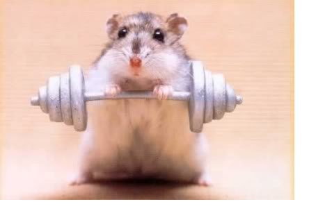 Merawat Hamster: Perilaku Kebiasaan Hamster