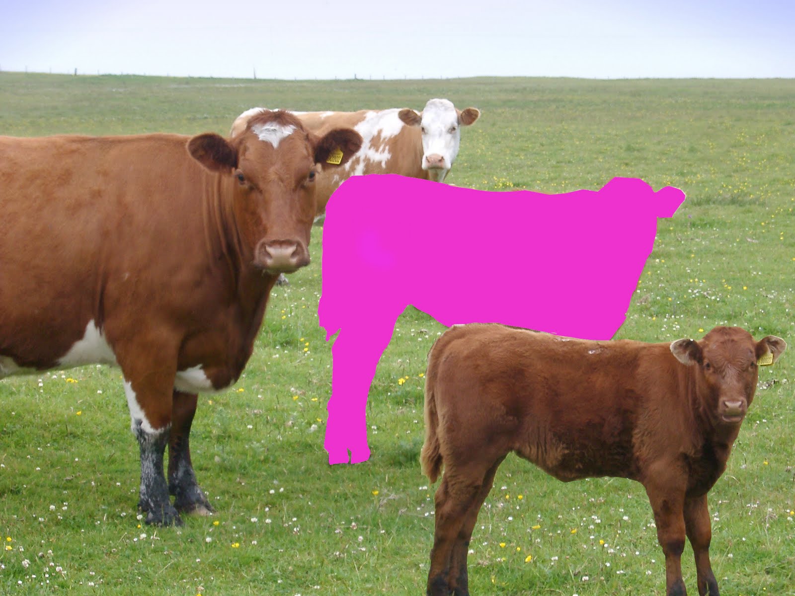 Hallie G's Blog pink cow