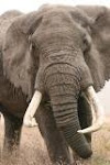 Lone bull elephant in Ngorogoro Crater