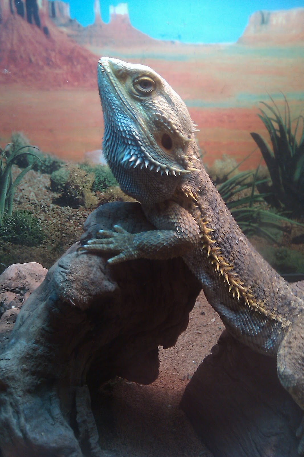 bearded-dragon-beard-turns-black-2.jpg