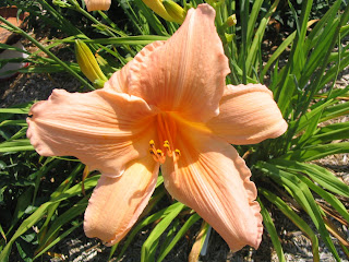 Stoneylane Daylily Nursery: Exalted Ruler