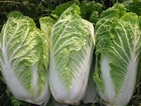 ChineseCabbage.jpg