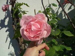 A Rosa da Solidariedade.