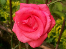 A Rosa da Nossa Amizade