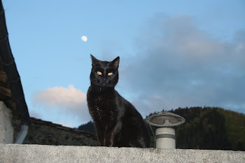 Noiro, the moon cat