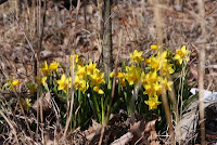 Daffodils