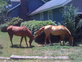 Horses eating the lawn