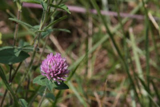 Clover blossom