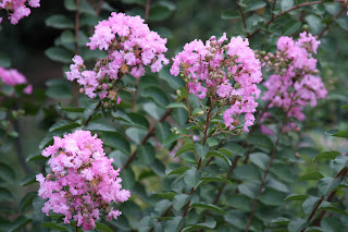 Newer white crepe myrtle