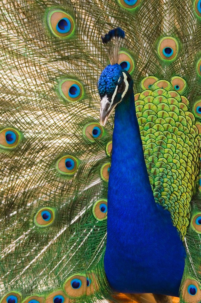 [peacock.jpg]