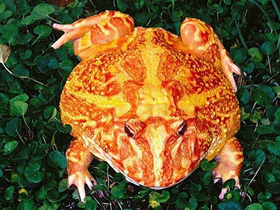 Orange Yellow Coloured Frog