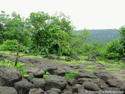 Stones Jungle