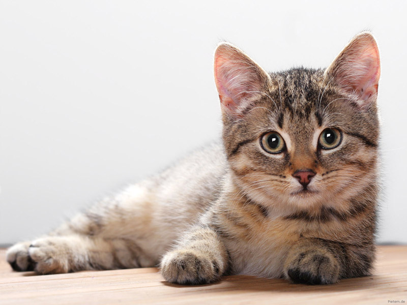 gato sb