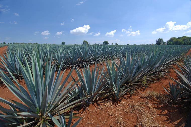 Celebrating Today Agave as sugar substitute