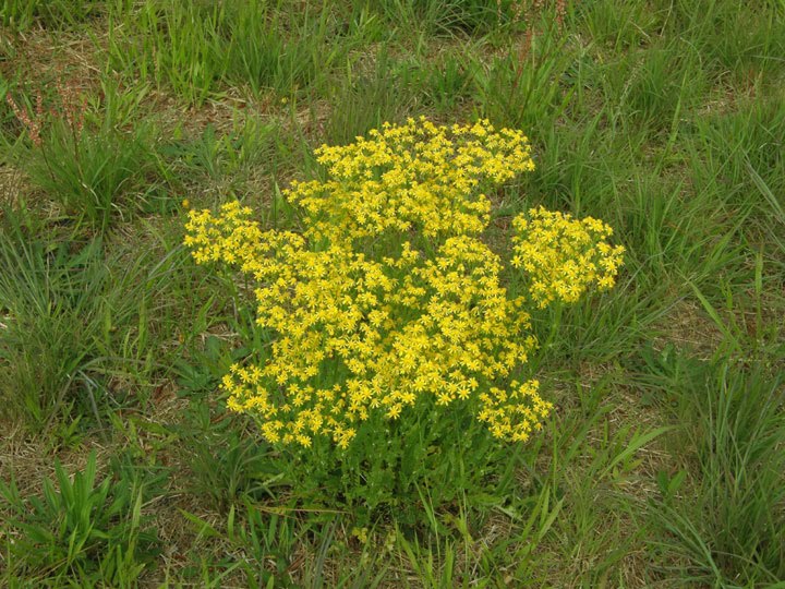 Anybody Seen My Focus?: Small’s Ragwort (Packera anonyma)