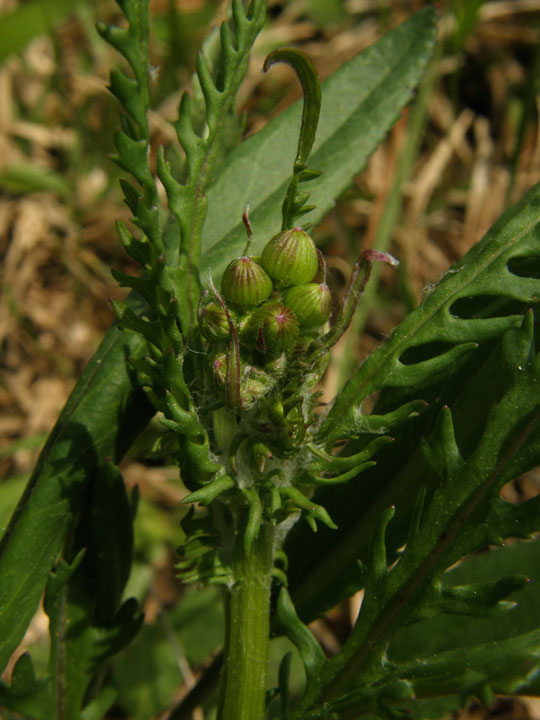 Anybody Seen My Focus?: Small’s Ragwort (Packera anonyma)